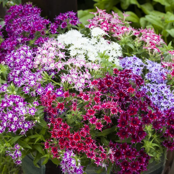 Garden Master